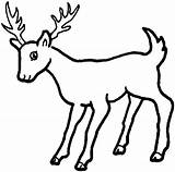 Deer Coloring Pages Printable Animal Education Para Books sketch template