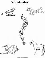 Vertebrates Invertebrates Vertebrate sketch template
