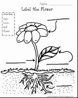 Coloring Plant Pages Kindergarten Spotlight Getdrawings Getcolorings sketch template