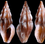 Image result for Haedropleura septangularis. Size: 190 x 185. Source: www.idscaro.net