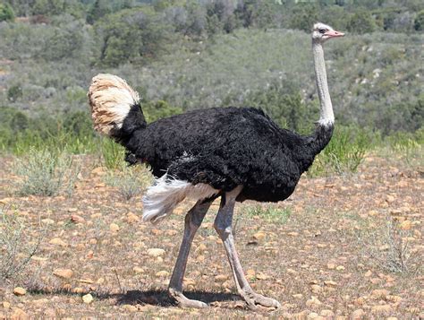 wat  het verschil tussen emoe en struisvogel  nieuws