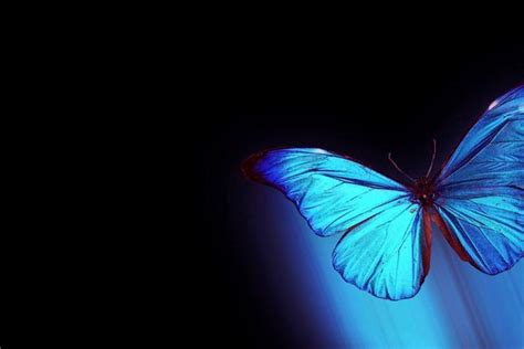 Butterfly Wallpaper ·① Download Free Beautiful Full Hd Wallpapers For