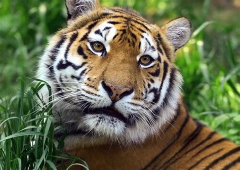 wild tiger  comeback   century  animals