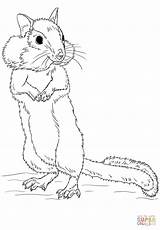 Chipmunk Coloring Pages Drawing Draw Chipmunks Printable Step Tutorials Color Kids Children Drawings Getcolorings Supercoloring Categories Learn sketch template