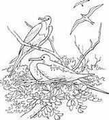 Coloring Tawny Frogmouth Designlooter sketch template