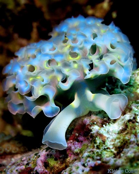 The Solar Powered Sea Slug Elysia Crispata Clade