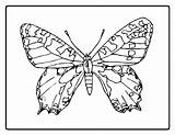 Drodd Monarch sketch template