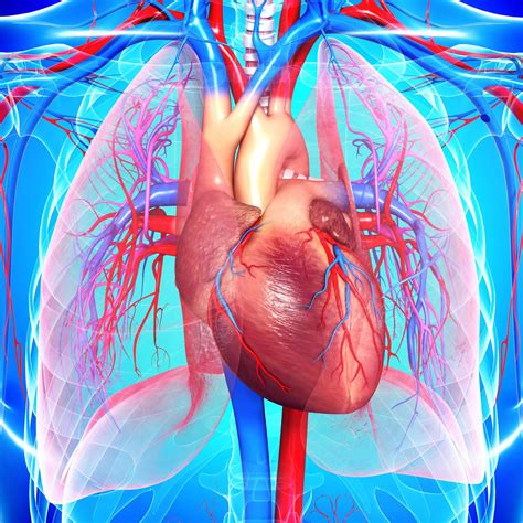 rheumatic heart disease  understanding   symptoms