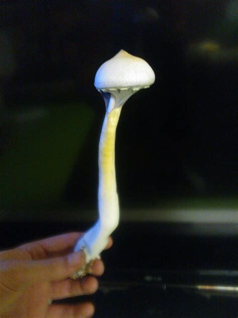 big mushroom dick