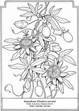 Coloring Dover Botany Passiflora Passionflower Grown Ups Passiflore Doverpublications Designlooter sketch template