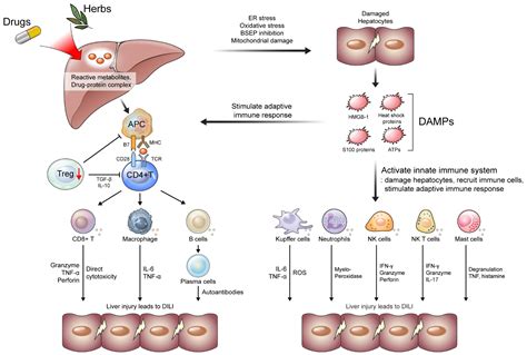 ijms  full text  immunological perspective   mechanism