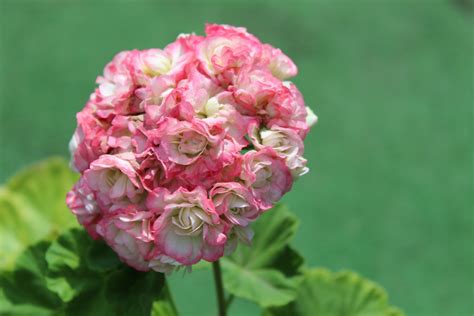 kupit cherenok pelargonii apple blossom rosebud  lipetske   dostavkoy