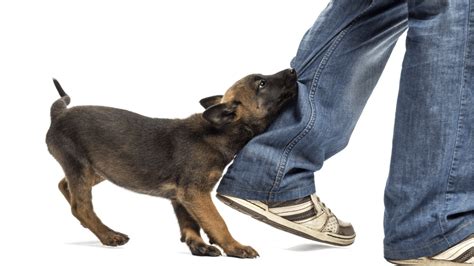 warum beissen hundewelpen lernen deinen hund zu verstehen