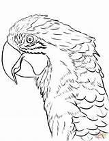 Arara Macaw Ara Pappagallo Parrot Tegninger Voando Vermelha Supercoloring Kategorier sketch template