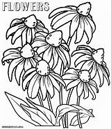 Flower Coloring Pages Flowers Wild Colorings Nature Print Coloringway sketch template