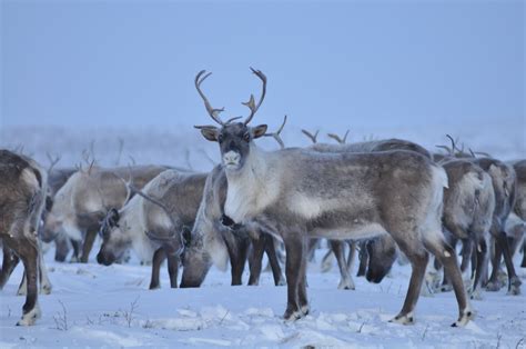 reindeer herd  jimmy lakes life  inuvik northwest territories