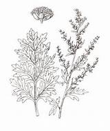 Coloring Pages Wormwood sketch template