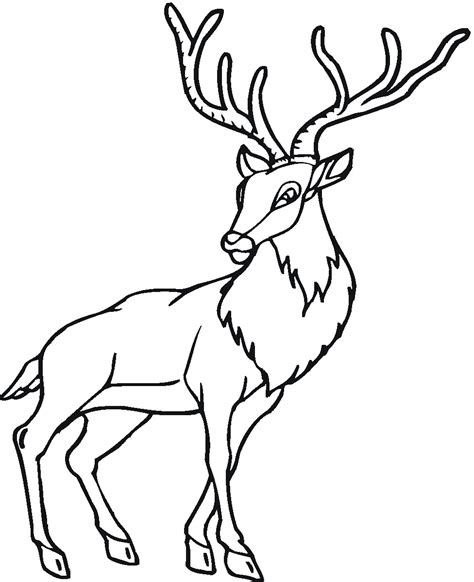 printable deer coloring pages coloringmecom