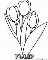Coloring Pages Flower Printable Tulips Flowers Sheet Print Easy Sheets Simple Bunch Topcoloringpages sketch template