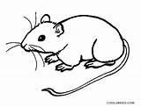 Mouse Coloring Pages Printable Rat Cute Drawing Rodent Kids Template Colouring Sketch Drawings sketch template