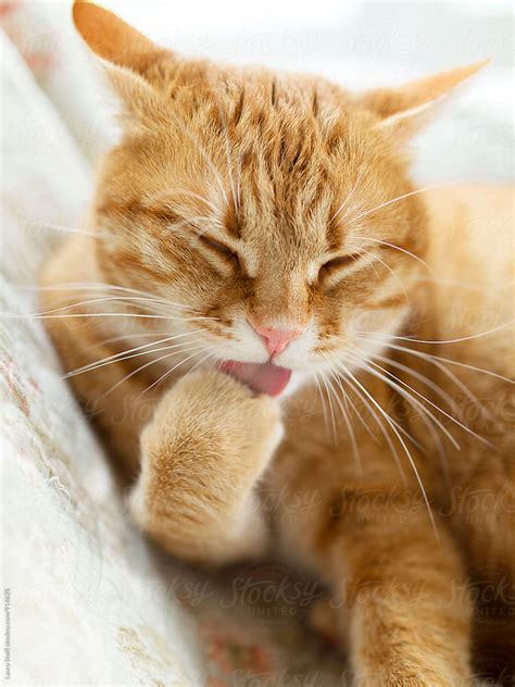 close up of huge red cat licking his paw and cleaning himself by