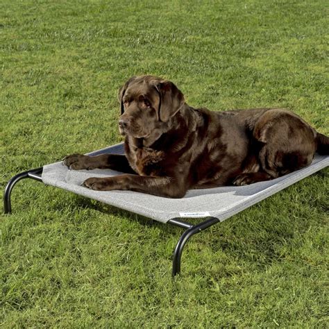 coolaroo steel framed elevated pet bed grey large chewycom