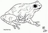 Frog Coloring Pages Green Toucan Billed Keel Frogs Animated Designlooter 1048 4kb Getdrawings Coloringpages1001 Drawing Gifs sketch template