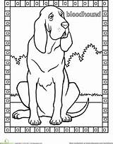 Coloring Bloodhound Pages Dog Worksheets Printable First Education Designlooter Grade Getcolorings sketch template