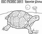 Coloring Box Turtle Awesome Hdimagelib sketch template