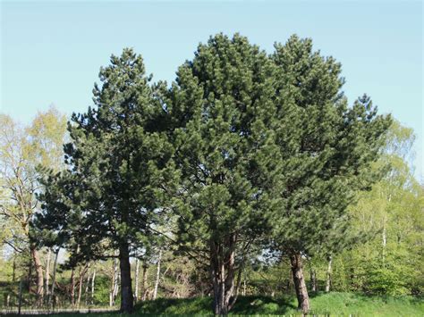 gewoehnliche kiefer wald kiefer foehre pinus sylvestris