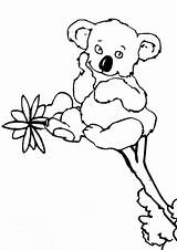Koala Coloring Bear Coloriages Bears sketch template
