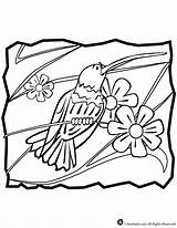 Kolibri Hummingbird ähnliche Kategorien sketch template