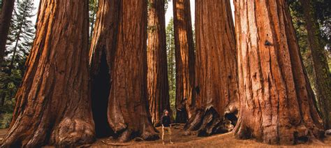 guide  visiting  sequoia national park cuddlynest
