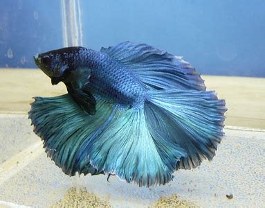 blue fish animals photo  fanpop