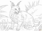 Caracal Coloring Pages Cat Lynx Wild Cats Desert Realistic Colouring Printable Clipart Color Drawing Getcolorings Main Cute Popular Print Caracals sketch template
