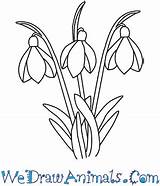 Flower Snowdrop Draw Easy Drawing Tutorials Tutorial Print Getdrawings sketch template