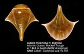 Afbeeldingsresultaten voor "diacria trispinosa Atlantica". Grootte: 164 x 106. Bron: www.marinespecies.org