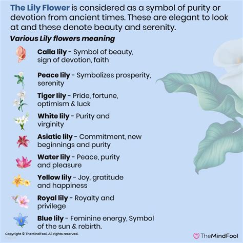 lily flower meaning lily meaning lily symbolism white lily