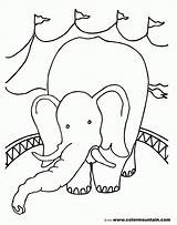 Coloring Elephant Pages Seal Popular sketch template