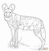 Afrique Sauvage Lycaon Kleurplaten Salvajes Sauvages Perro Salvaje Africano Hond Colorier Dhole Afrikaanse Hyene Gratuits Printen sketch template