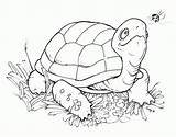Turtle Coloring Turtles Pages Printable Kids Cartoon Stamp Color Digital Colouring Stamps Animal Tortoise Book Digi Ninja Freebie Saturday Happy sketch template