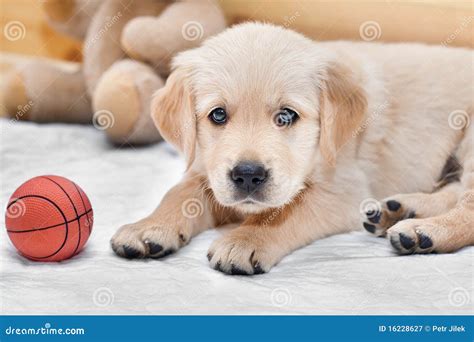 funny small dog royalty  stock photography image