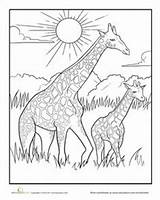 Coloring Pages Animal African Giraffe Baby Animals Savanna Mother Grassland Kids Colouring Color Adult Savannah Drawings Worksheets Printable Drawing Sheets sketch template