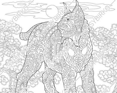 bobcat coloring page bobcat coloring book page stock tammie