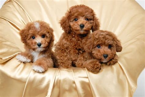 amazing poodle dog puppies pictures tail  fur