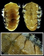 Afbeeldingsresultaten voor "acanthochitona Crinita". Grootte: 144 x 185. Bron: www.idscaro.net