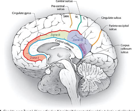 figure   assessment  morbidity  resection  cingulate gyrus gliomas clinical