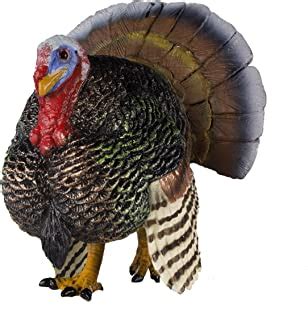 amazoncom turkey