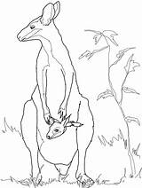 Animal Wallaby Australian Coloring Template Kangaroo Pages Templates Animals Rock Drawing Outline Colouring Baby Drawings Printable Kids Crafts Mother Shapes sketch template