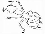 Coloring Pages Ant Insect Printable Realistic Print Kids Queen Template Small Titan sketch template